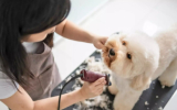 강아지 고양이 미용 직접 할 수 있습니다.
