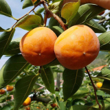 밀양 부유단감 특등급 추천 제품 BEST7 구매 가격 가이드