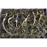 산양삼순백 종류 및 추천 TOP12 완벽 가이드