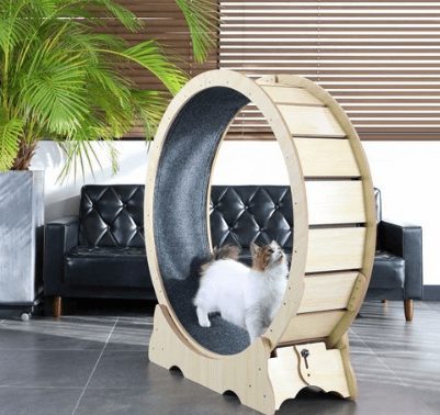 달리냥 가성비 캣휠