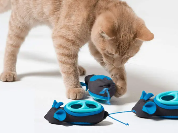 먹이퍼즐로 놀고있는 고양이