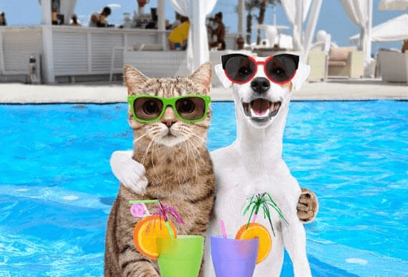 반려동물 건강하게 여름나는 방법