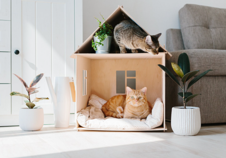 고양이 삶의 질을 높이는 방법