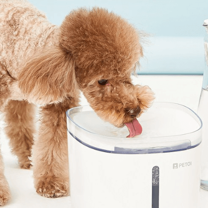 반려동물 자동급수기