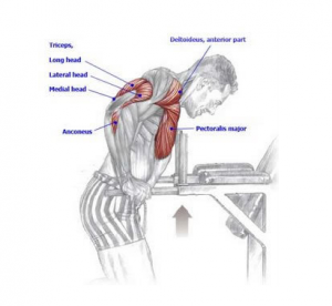 평행봉 딥스 운동효과